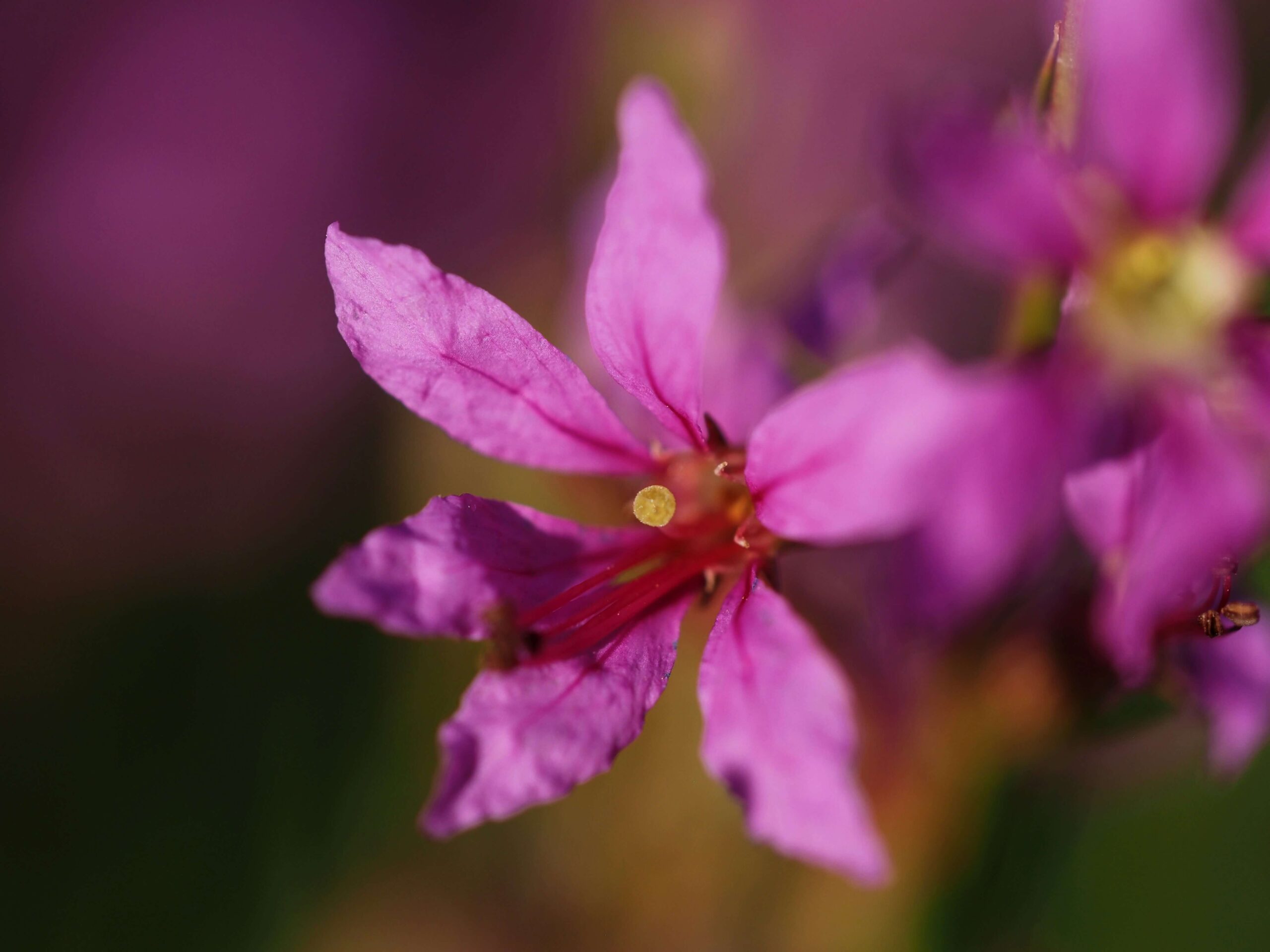 【要注意】ミソハギ（禊萩）を庭に植えてはいけない3つの理由｜育て方や毒性について徹底解説